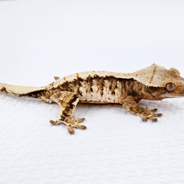 노멀 드리피 트라이 익스트림할리퀸 화이트스팟