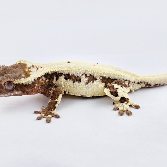 릴리 세이블 솔리드백