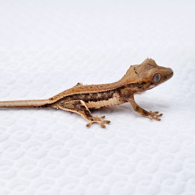 릴리화이트 풀핀