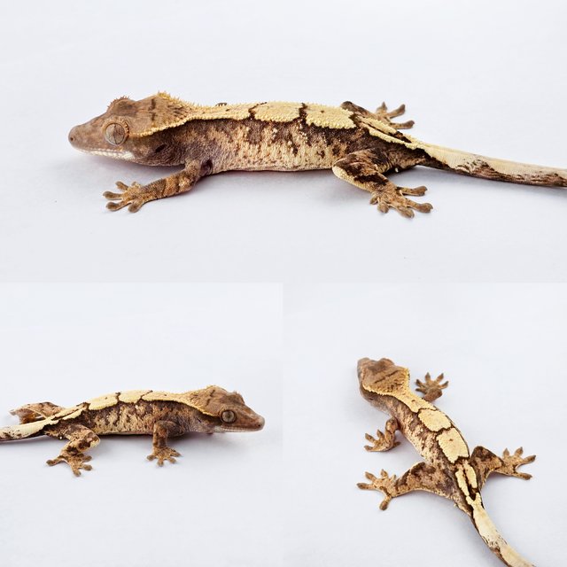 세이블 화이트스팟 트라이 익스트림할리퀸 드리피 화이트핀