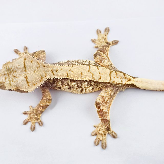 노멀 트라이 화이트스팟