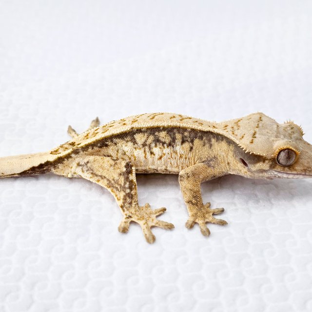 노멀 트라이 풀핀 드리피