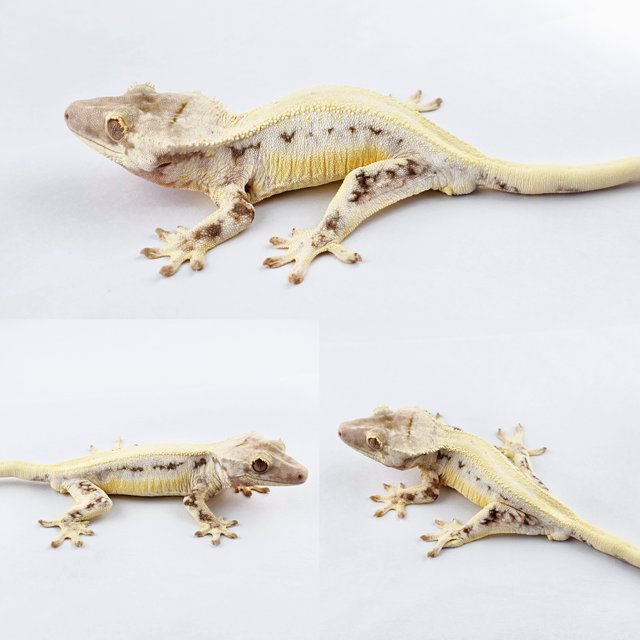 릴리화이트 풀핀