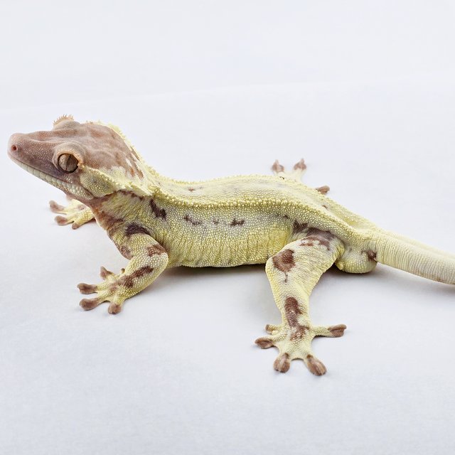 프라푸치노 솔리드백