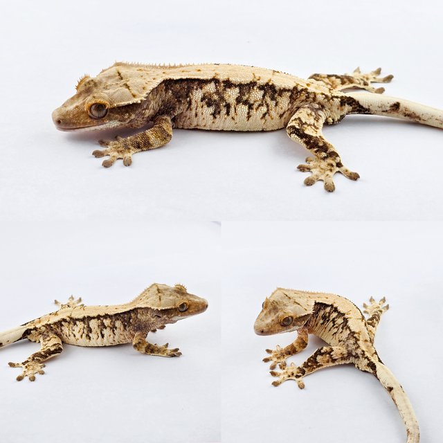 노멀 익스트림할리퀸 트라이 솔리드백 화이트포트홀