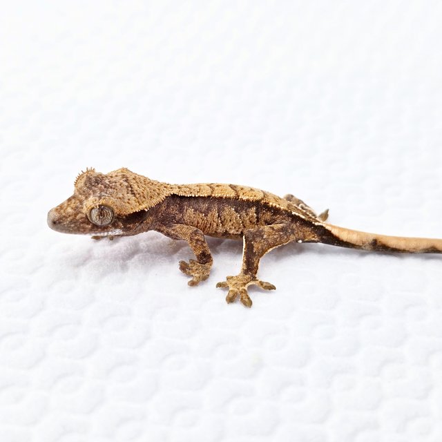 노멀 트라이 익스트림할리퀸 화이트스팟