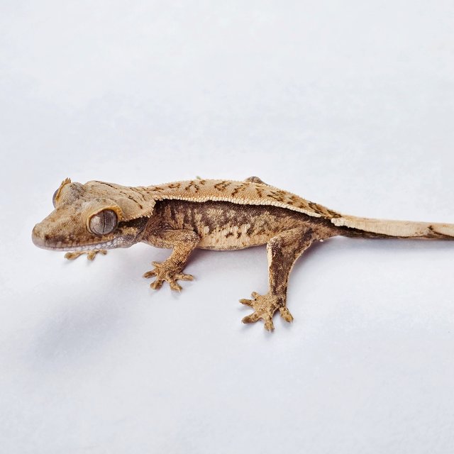 노멀 트라이 쿼드 풀핀