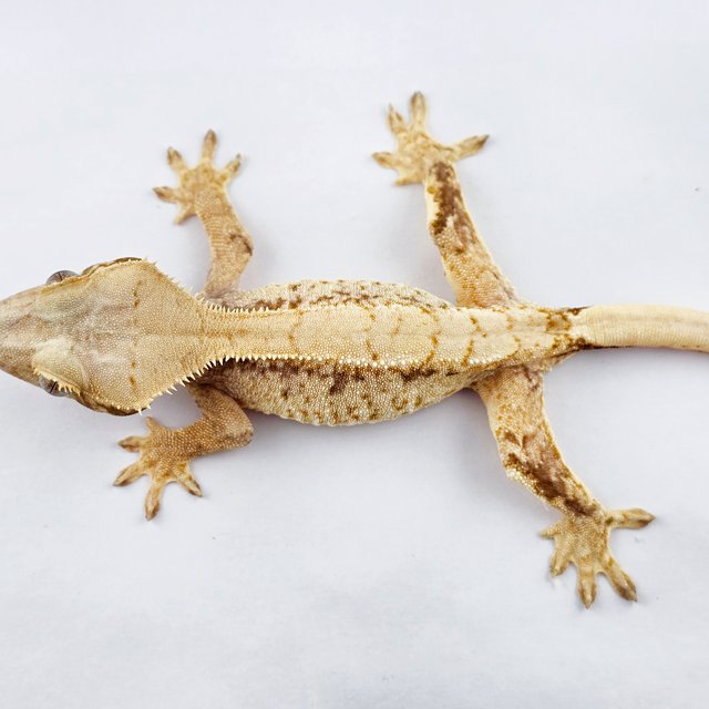 노멀 트라이 익스트림할리퀸 솔리드백