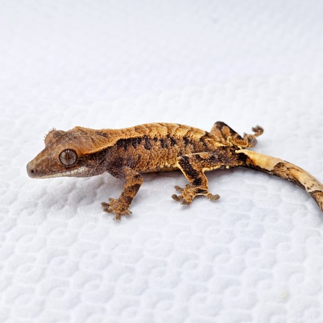 카푸치노 트라이 익스트림할리퀸