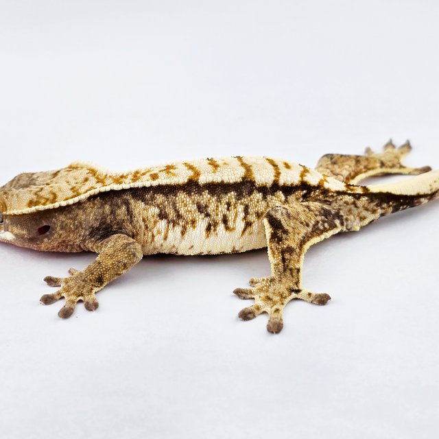 노멀 트라이 익스트림할리퀸 화이트스팟