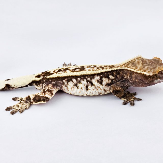 카푸치노 트라이 드리피 화이트스팟 핀스트라이프