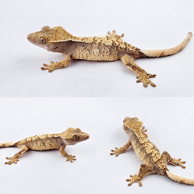 노멀 트라이 익스트림할리퀸 화이트포트홀