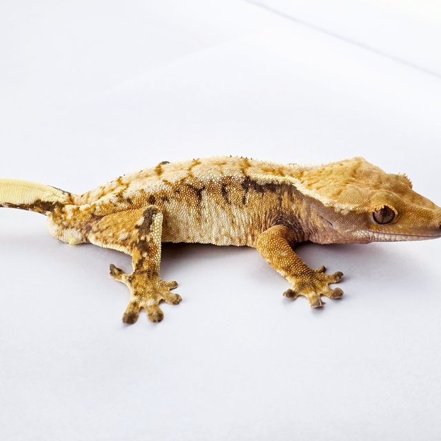 노멀 트라이 드리피 화이트스팟 익스트림할리퀸 화이트핀