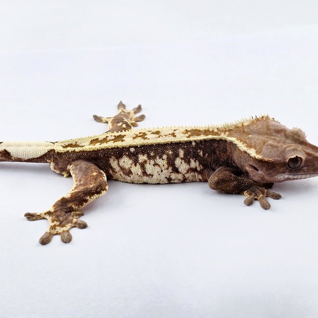 카푸치노 쿼드 화이트스팟 화이트핀 풀핀