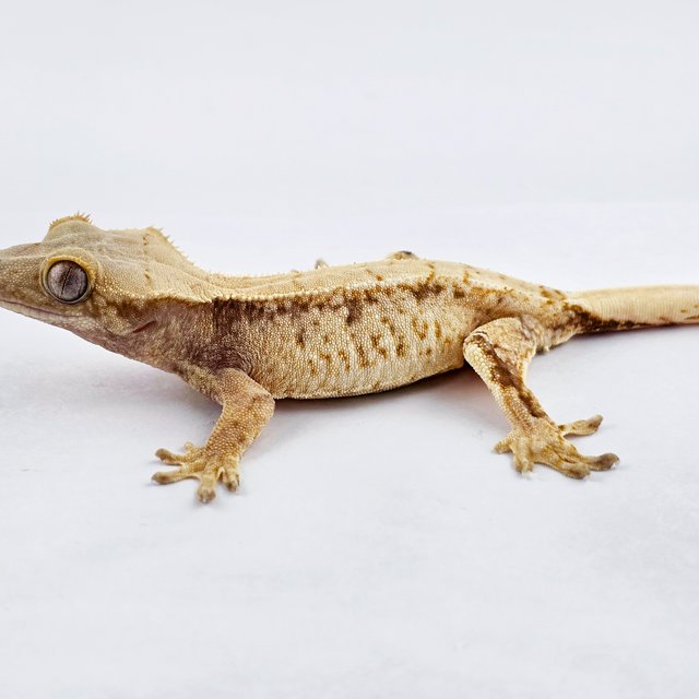 노멀 트라이 익스트림할리퀸 솔리드백