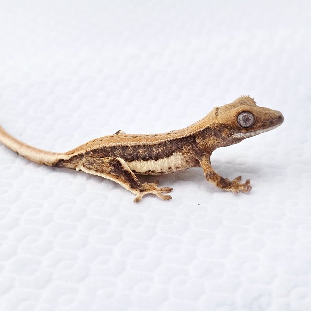 릴리화이트 풀핀