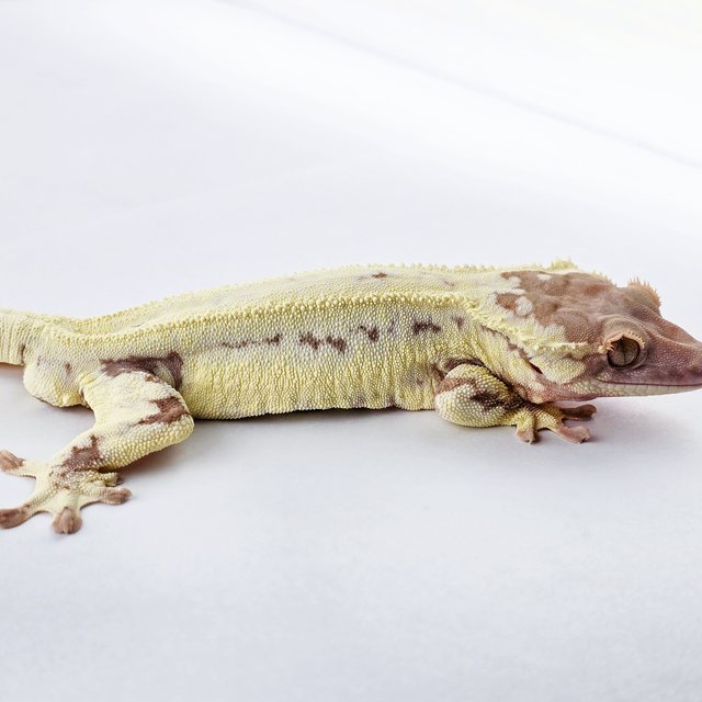 프라푸치노 솔리드백