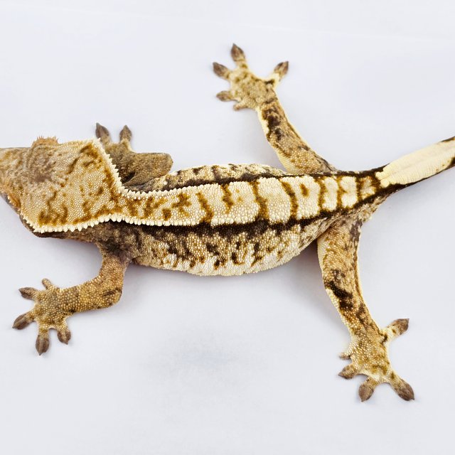 노멀 트라이 익스트림할리퀸 화이트스팟