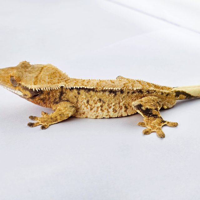 노멀 트라이 드리피 쿼드 화이트포트홀