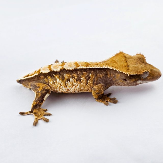 노멀 트라이 드리피 텐저린 화이트핀