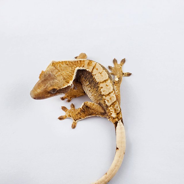 트라이 익스트림할리퀸 텐저린 노멀 화이트핀