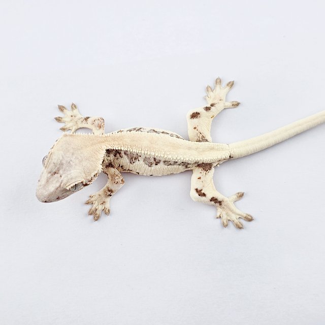 릴리 세이블 솔리드백 화이트