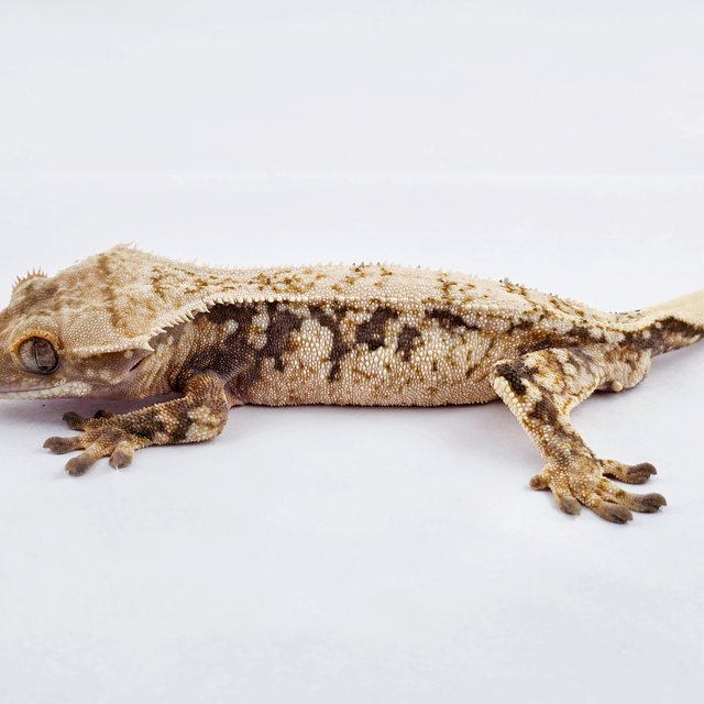 노멀 쿼드 트라이 드리피 화이트포트홀