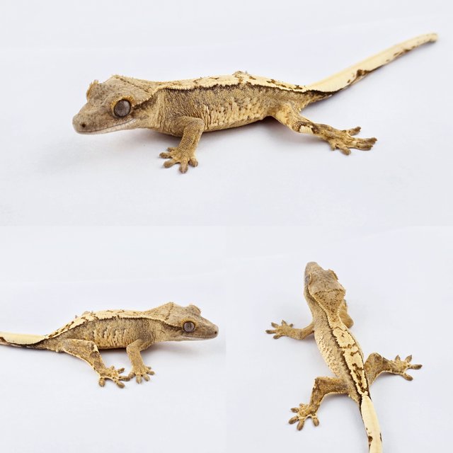 노멀 트라이 화이트핀 화이트스팟