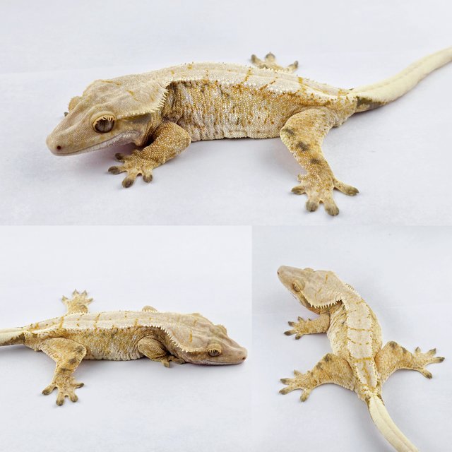 노멀 트라이 익스트림할리퀸 화이트스팟 드리피