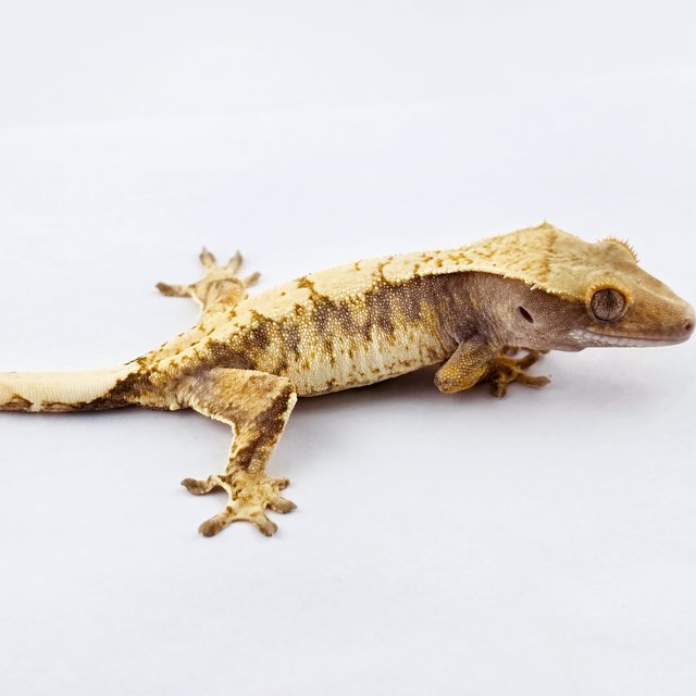 노멀 트라이 익스트림할리퀸 드리피