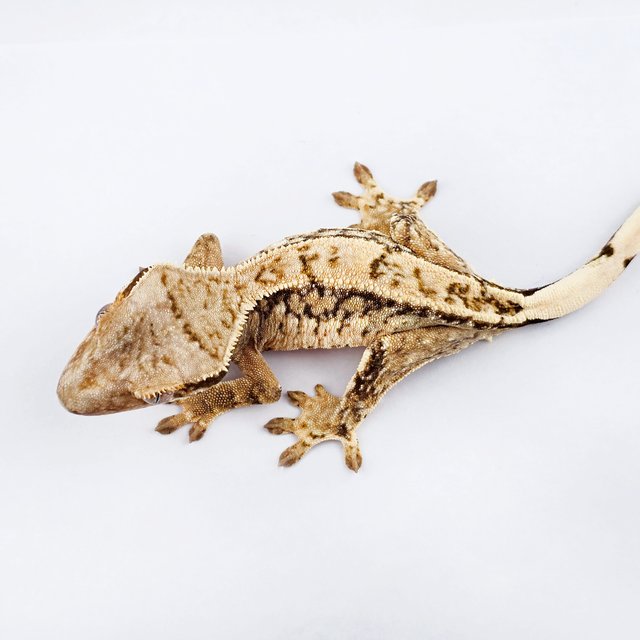 노멀 트라이 드리피 쿼드 화이트핀