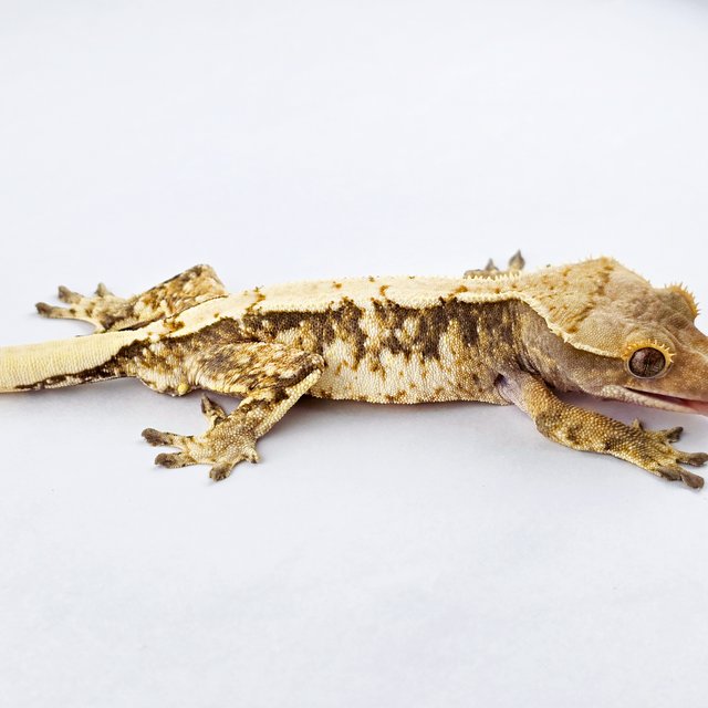 노멀 트라이 익스트림할리퀸 드리피 화이트스팟