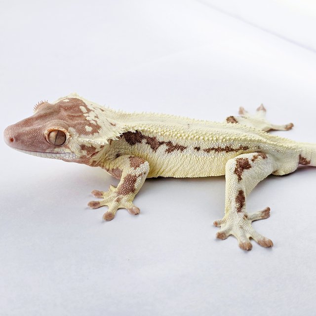 프라푸치노 풀핀 솔리드백 레드