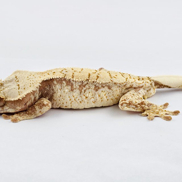 노멀 트라이 익스트림할리퀸 드리피 화이트스팟 화이트포트홀