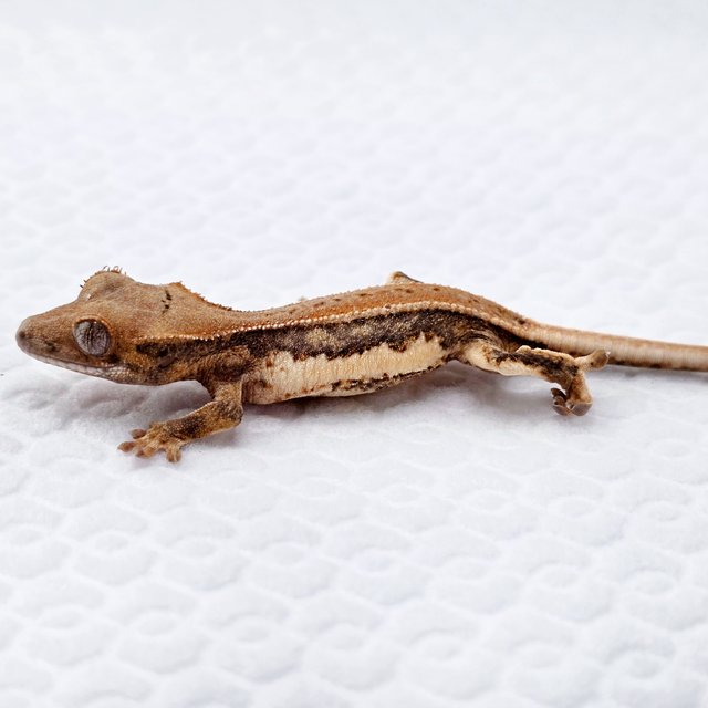 릴리화이트 풀핀