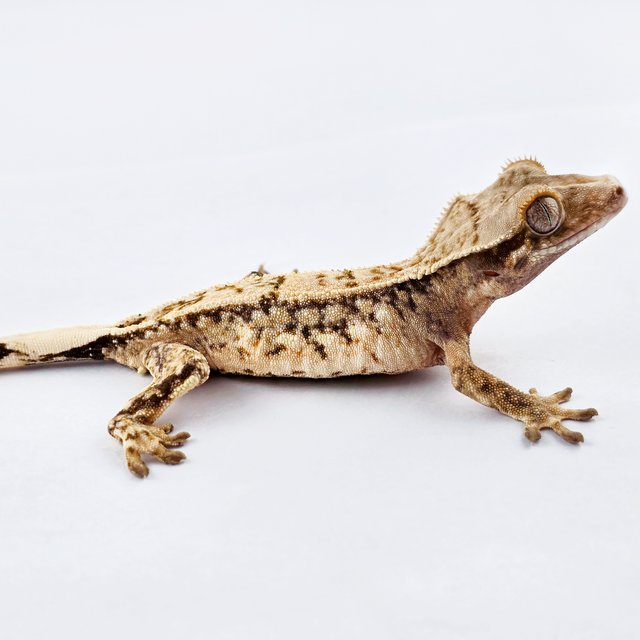 노멀 트라이 드리피 쿼드 화이트핀