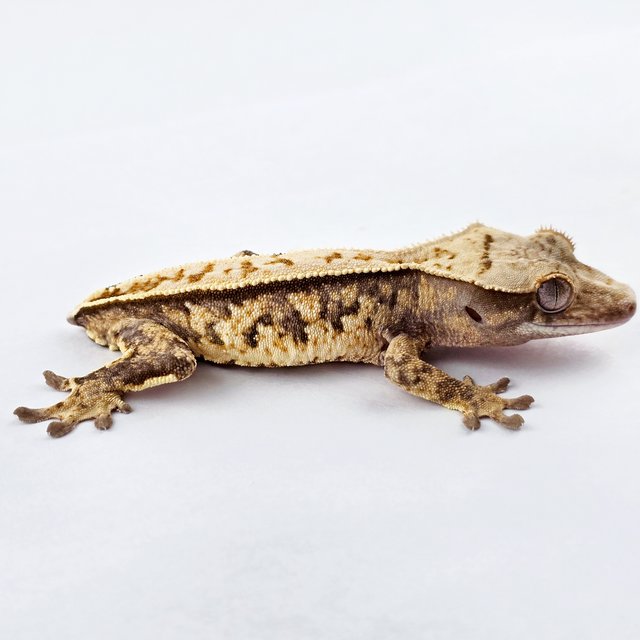 노멀 트라이 익스트림할리퀸 풀핀 화이트스팟