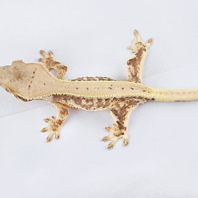 릴리화이트 풀핀