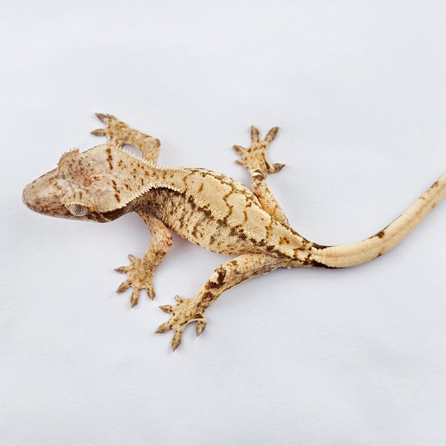 노멀 트라이 드리피 익스트림할리퀸 화이트스팟