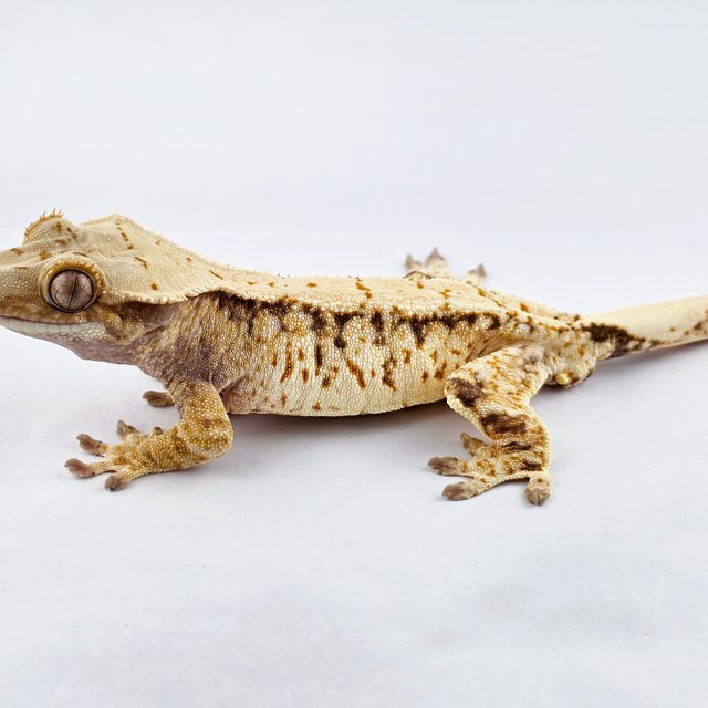 노멀 트라이 드리피 쿼드 화이트스팟