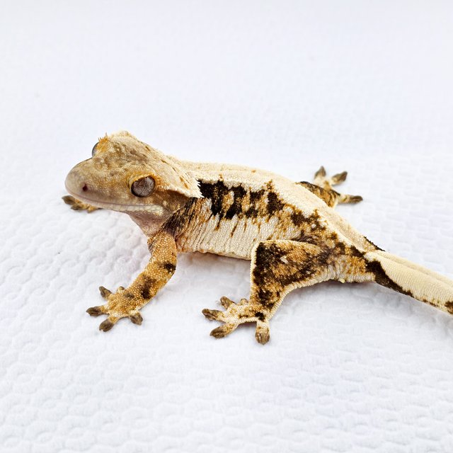 노멀 트라이 쿼드 솔리드백