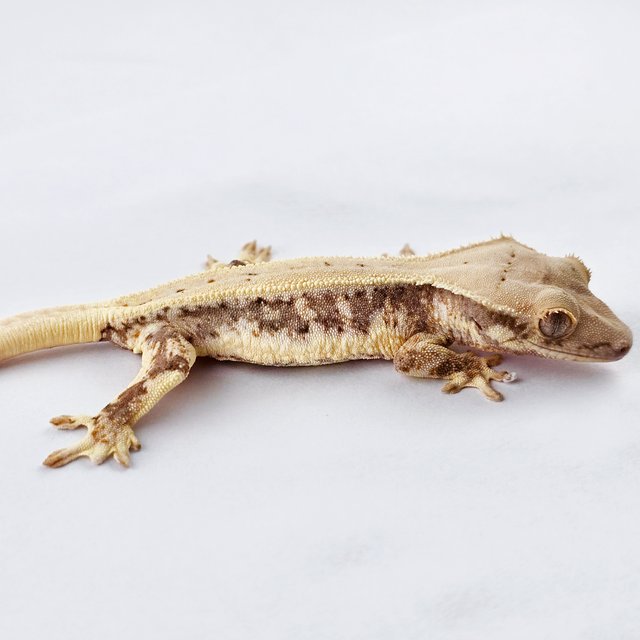 릴리화이트 풀핀