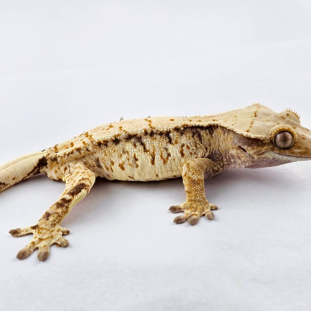 노멀 트라이 드리피 쿼드 화이트스팟