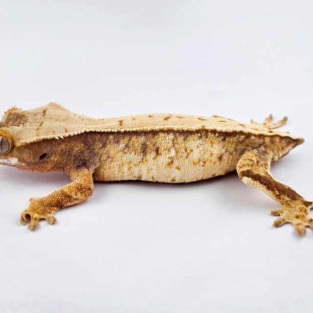 노멀 트라이 익스트림할리퀸 화이트스팟