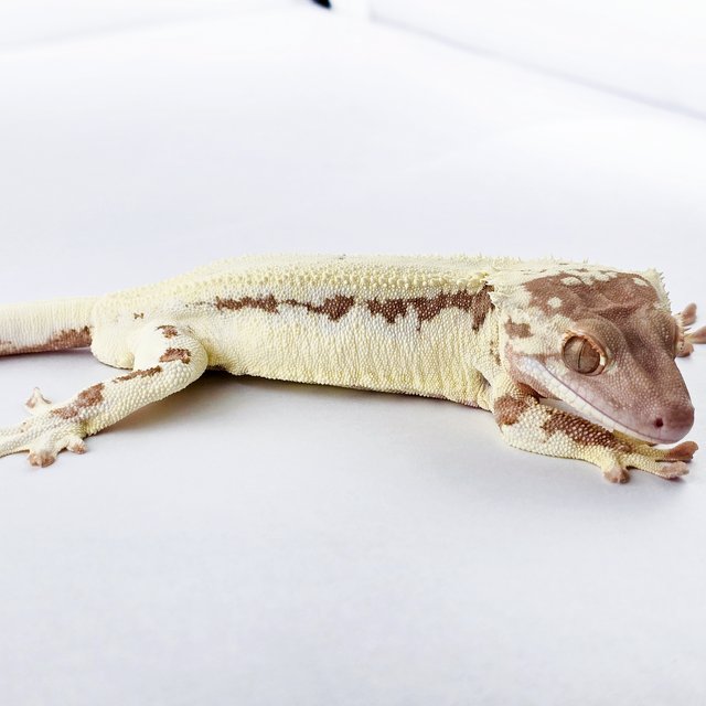 프라푸치노 풀핀 솔리드백 레드