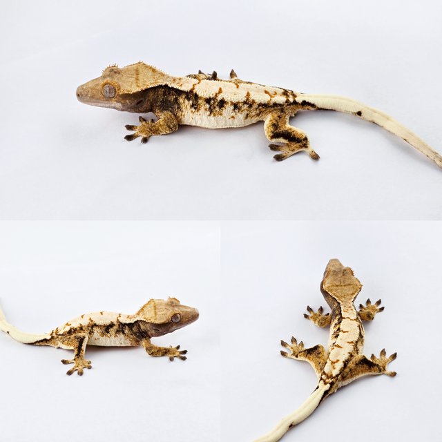 노멀 화이트핀 트라이 익스트림할리퀸