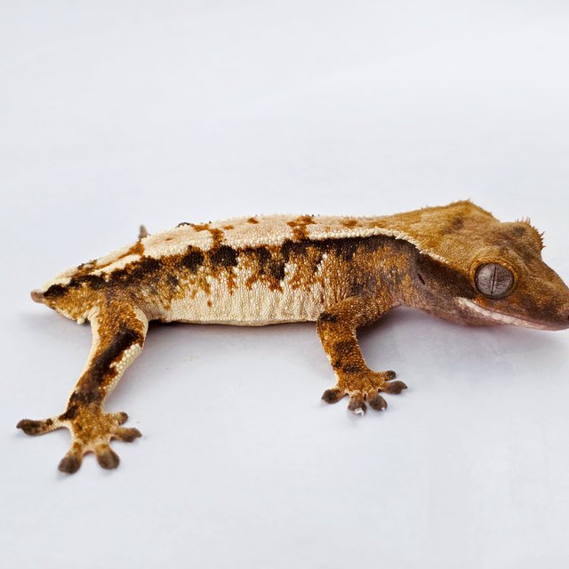 노멀 트라이 익스트림할리퀸 화이트핀