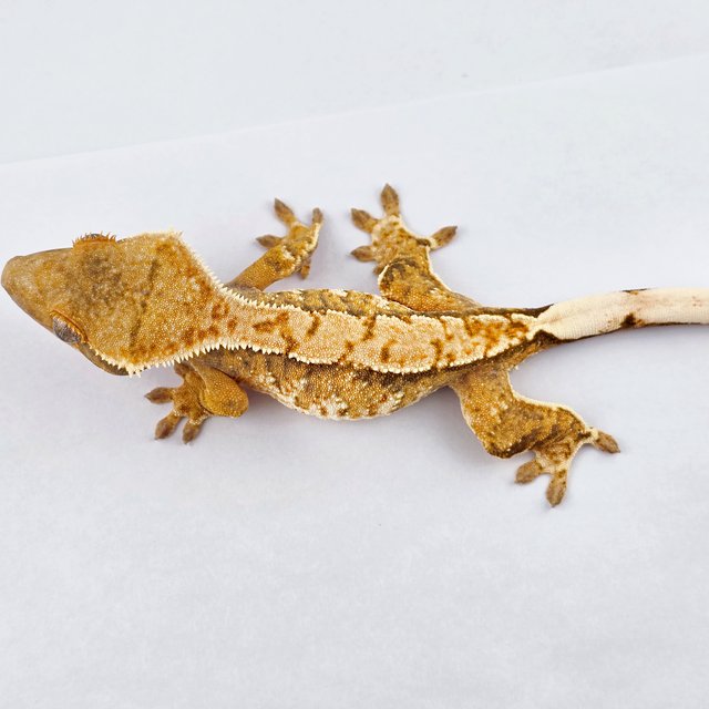 노멀 트라이 익스트림할리퀸 화이트스팟 화이트핀