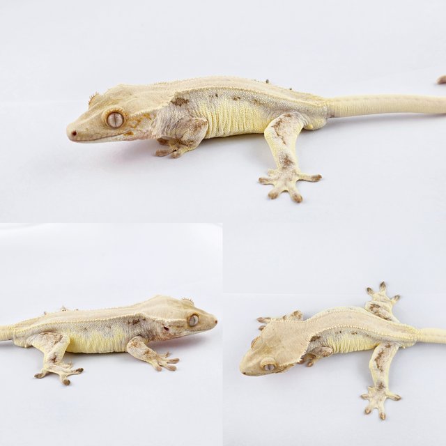 릴리화이트 솔리드백 풀핀