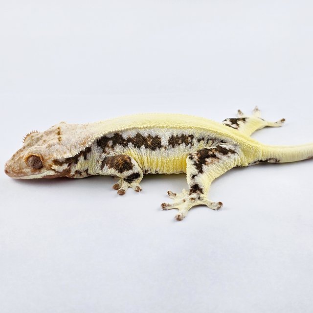 릴리화이트 솔리드백